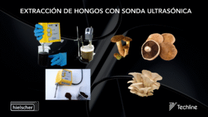 Sondas ultrasónicas o sonicadores de la marca Hielscher usados para la extracción de hongos. Extracción de compuestos bioactivos contenidos en hongos o setas