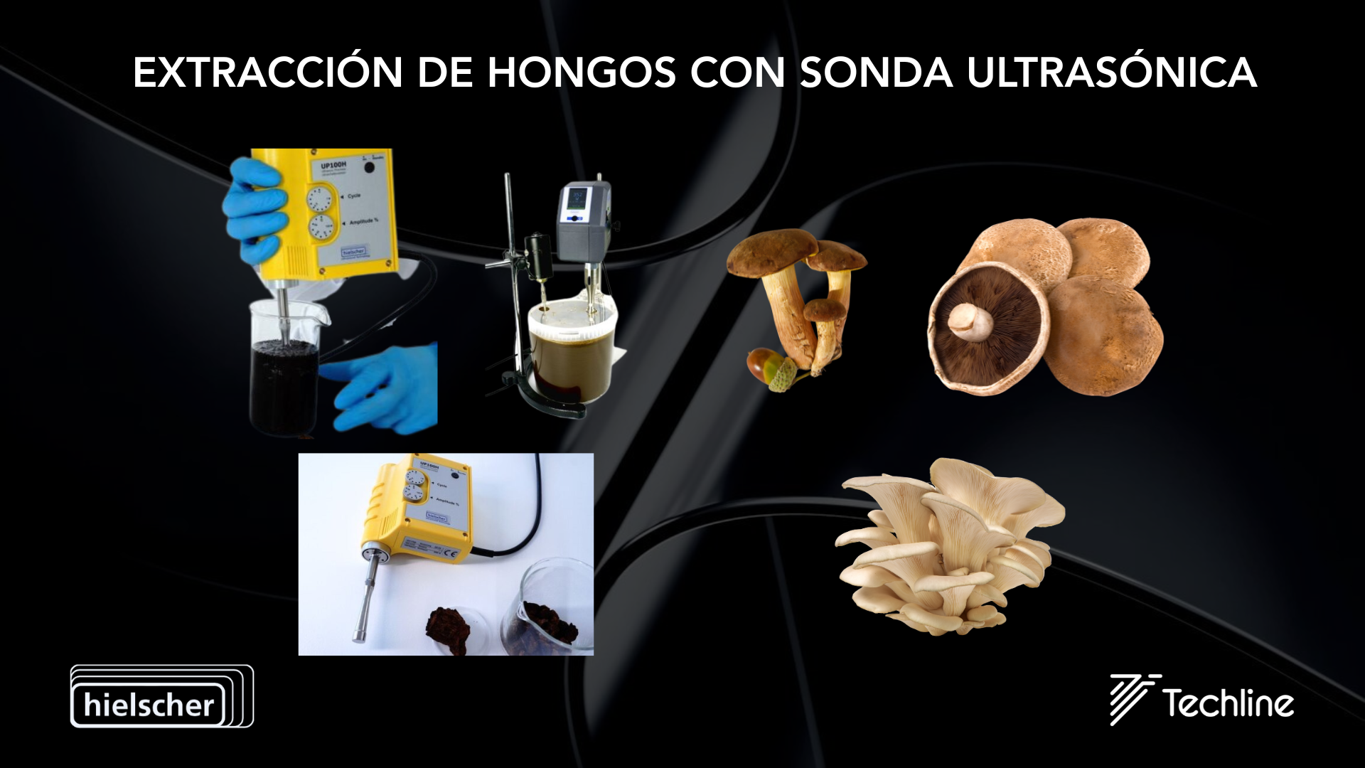 Home Sondas ultrasónicas o sonicadores de la marca Hielscher usados para la extracción de hongos. Extracción de compuestos bioactivos contenidos en hongos o setas